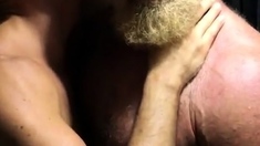 Hairy Bears Passionate Kissing